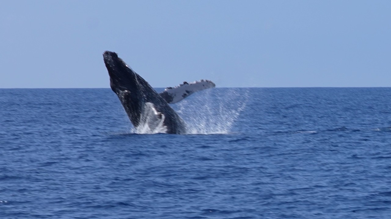 Humpback Cow & Calf