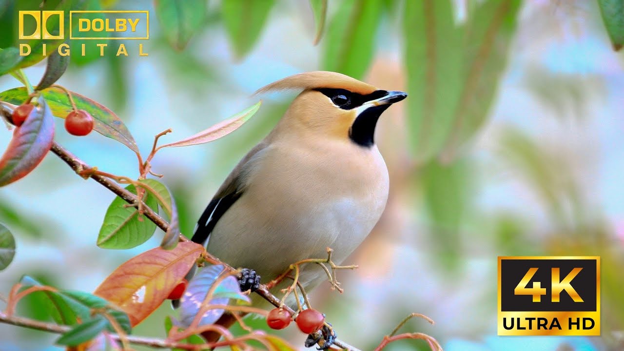 Birds 4K UltraHD / Птицы 4K UltraHD