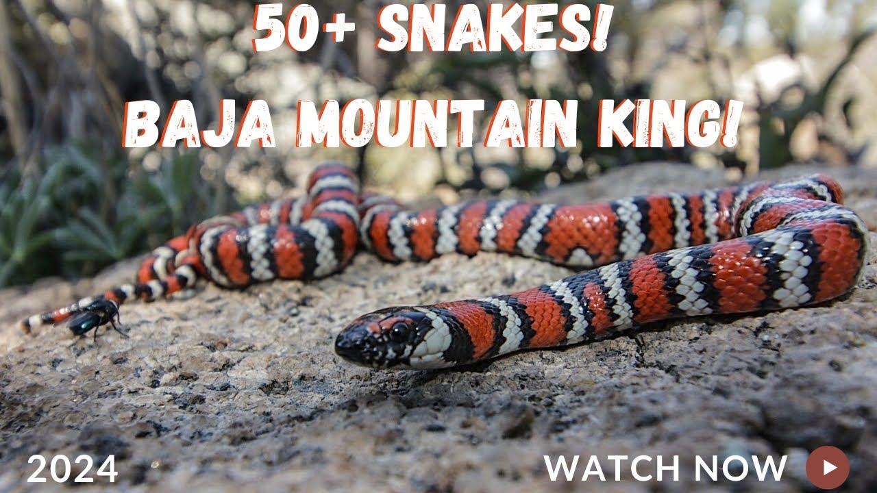 50+ Snakes! Flipping Rocks for Red Snakes in Mexico!