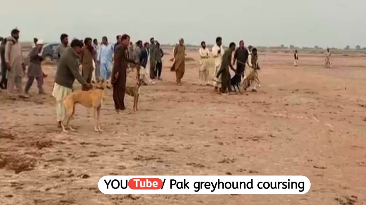 greyhound and wild rabbit race \ galgos vs liebres \ hare coursing 2021