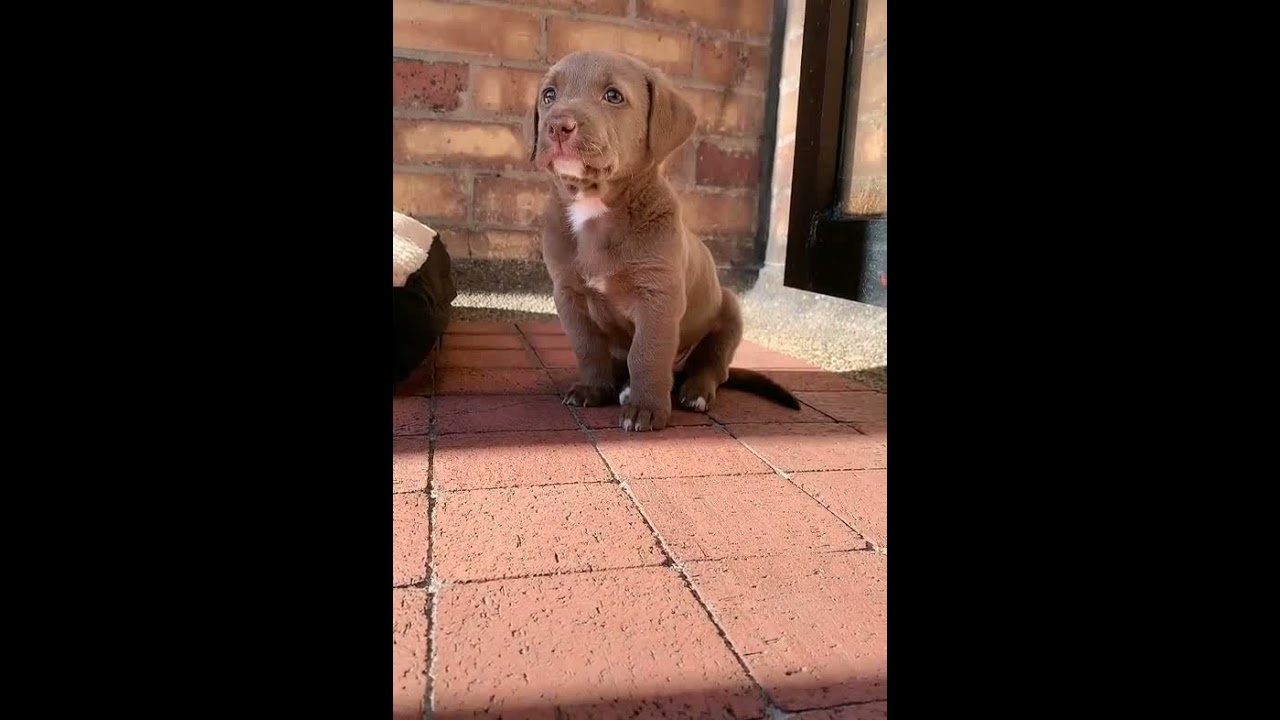 CACHORRINHO chorando 😢