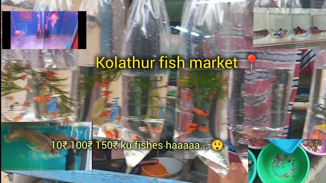 10₹ku fishes sale panuraga guys 😲❤📍kolathur vlog pakkaporom✨#tamil #kolathurmarket #pets #bettafish 