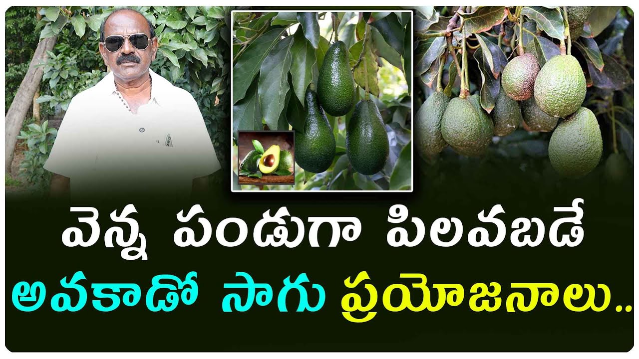 ఆరోగ్య పరంగానే కాకుండా రైతులకు అధిక లాభాలను అందించే పండ్లలో అవకాడో  ప్రథమ స్థానం లో ఉంది.