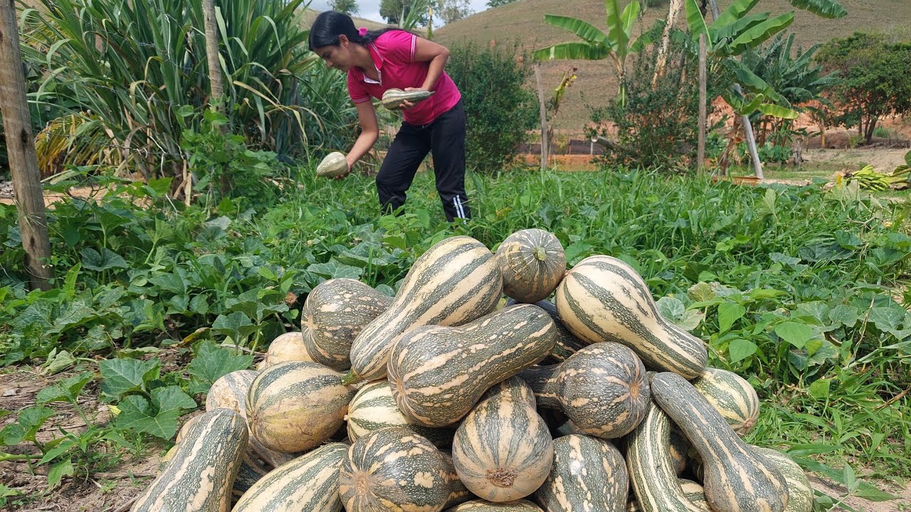 3 Receitas incríveis com abóboras colhidas na horta