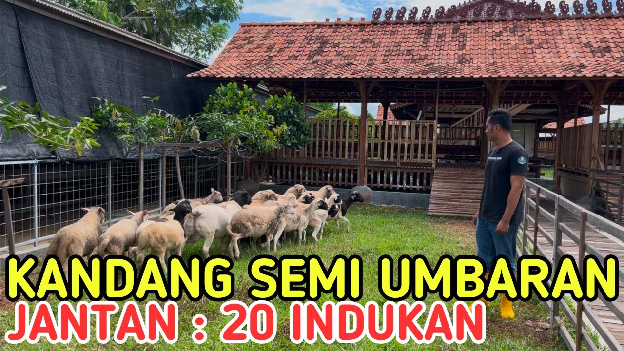 KANDANG KAMBING SEMI UMBARA KOLONI 1 JANTAN 20 BETINA