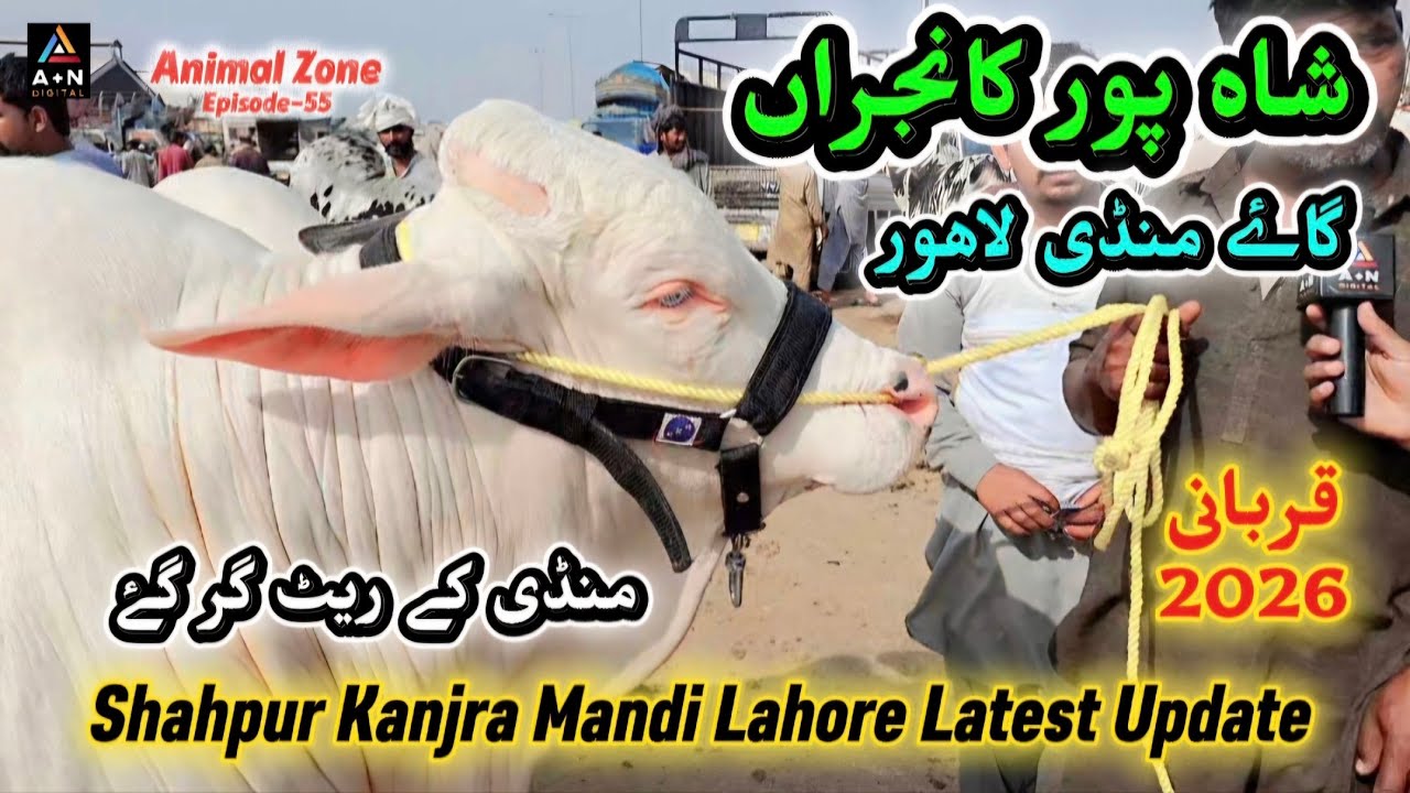 Shahpur Kanjra Cow Mandi Lahore Latest Update (شاہ پور کانجراں گاۓ منڈی لاہور) Mandi down ho gai