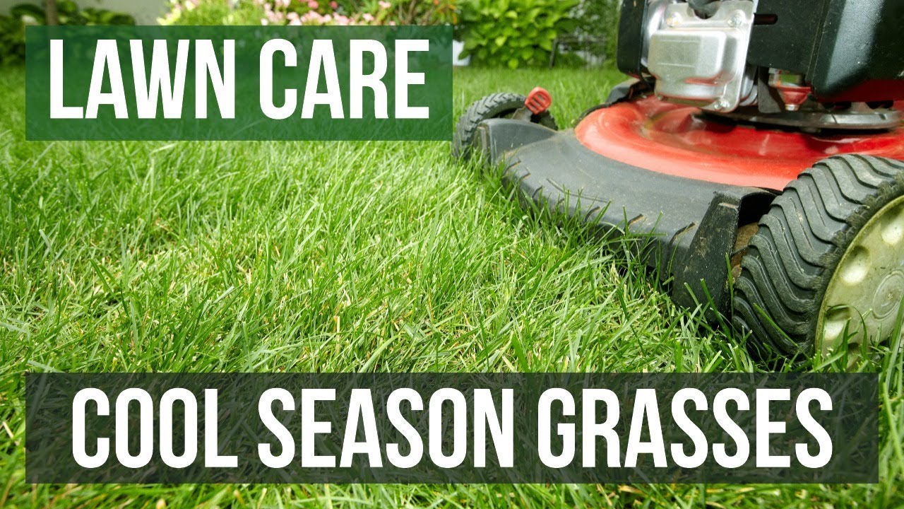 Cool Season Grasses: A Lawn Care Guide