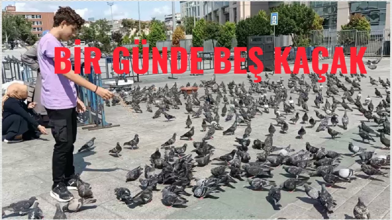 Yabani G&uuml;vercinler Arasında Ka&ccedil;ak S&uuml;r&uuml;s&uuml;.! ( İki Beyaz Bir Posta Bir Van Kaplanı )
