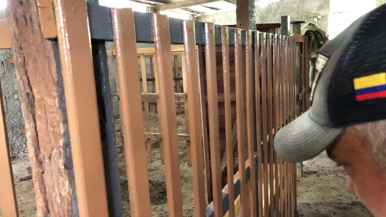 Depois de muito trabalho… olha o resultado! 🐐🎨 | Vídeo 