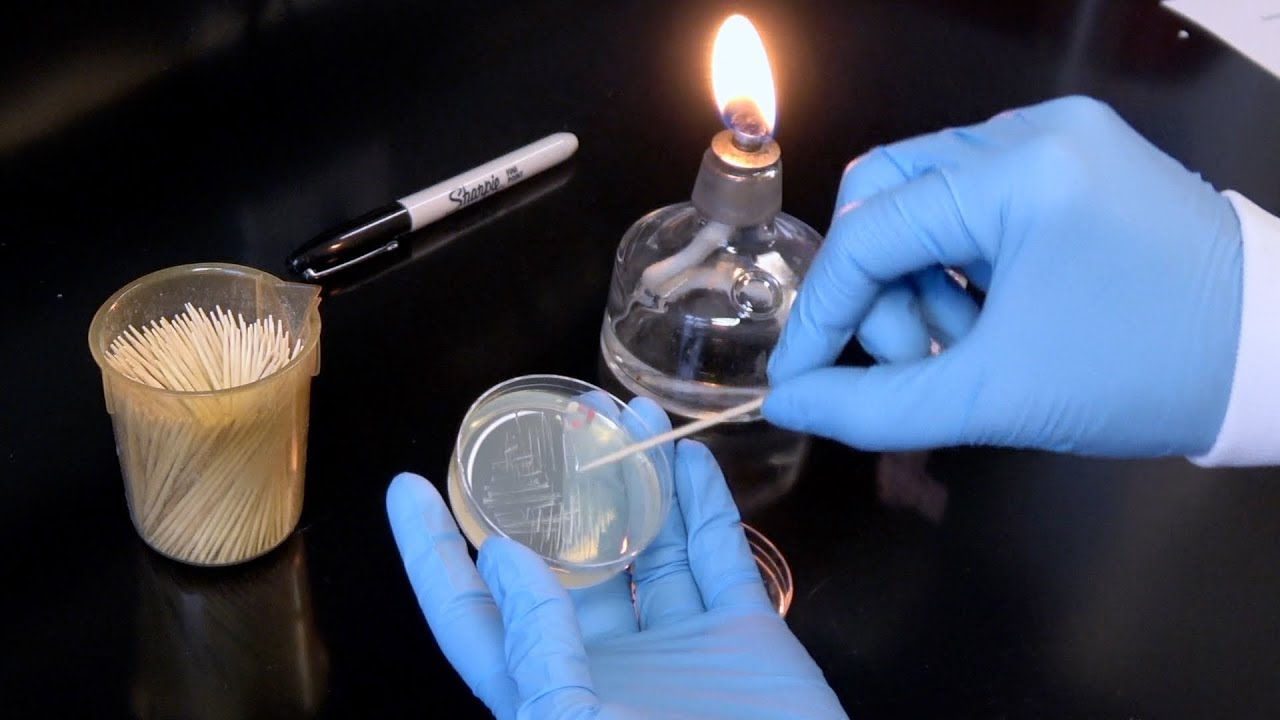 Streaking for Single Colonies Lab Tip #1: Best Practices