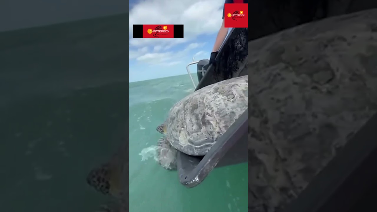 A green sea turtle was released back into the wild after recovering from a flipper amputation.