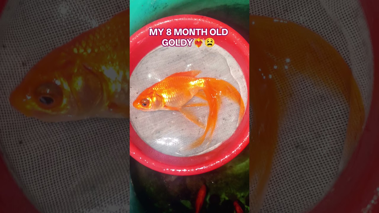 8 month old home breed gold fish size🤙💀
