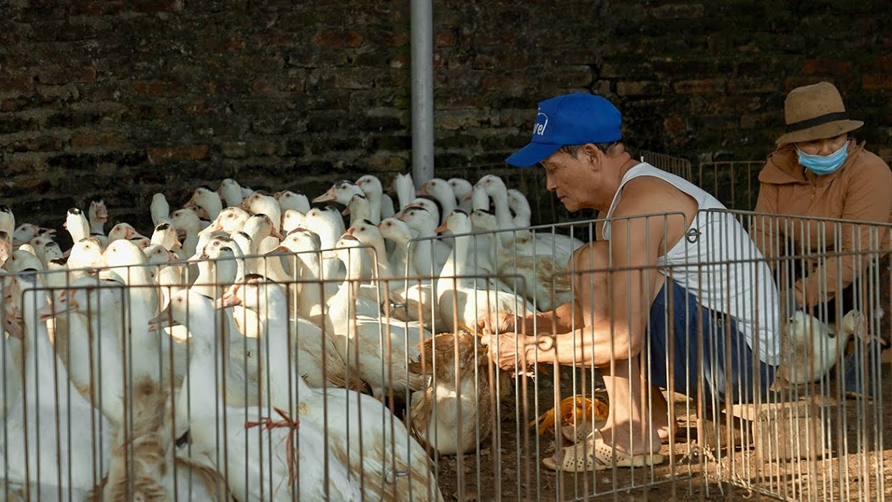 What Everyday Life Really Looks Like in a Vietnamese Village | Simple Days