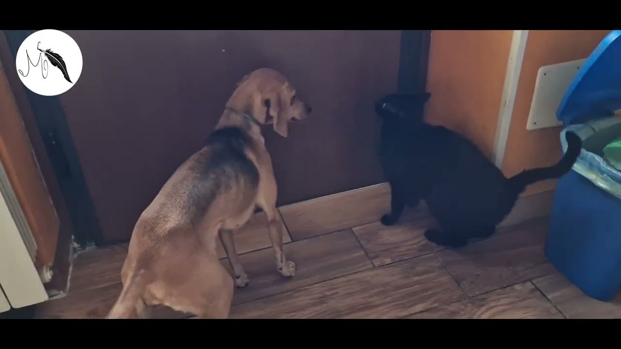 Nina e Kimba, il mio cane ed il mio gatto
