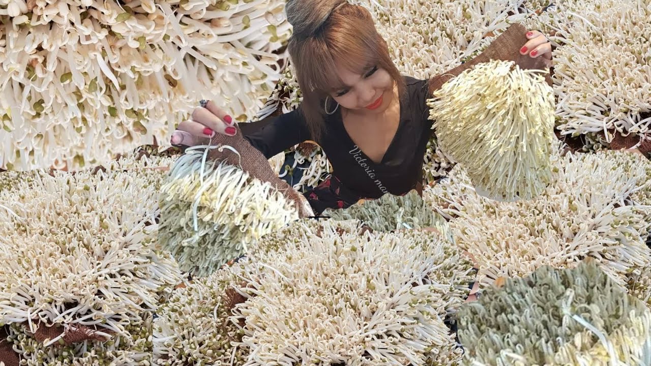 How To Growing Organic Beans Sprouts การปลูกถั่วงอกใส่ถังดำ กันเอง ປູກຖົ່ວງອກປອດສານພິດ