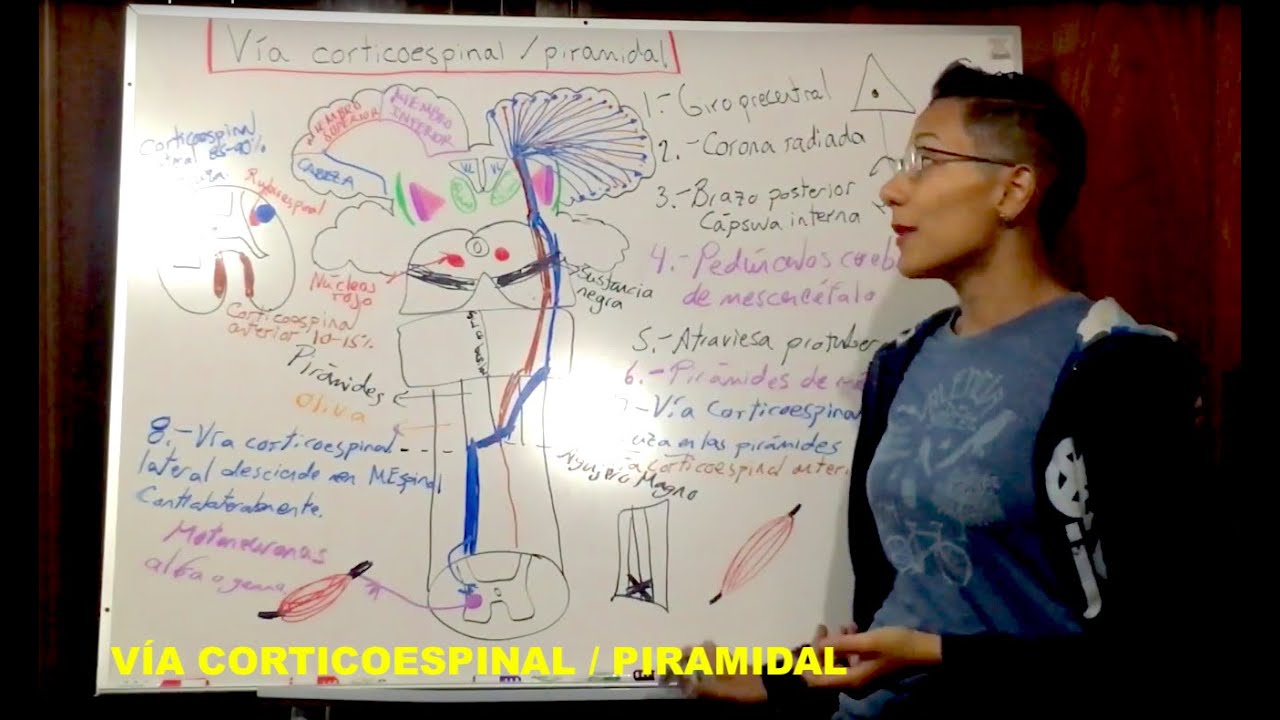 Vía corticoespinal/piramidal