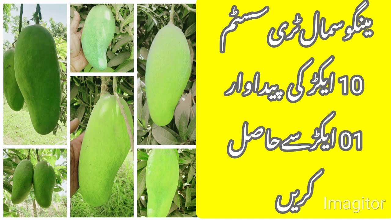 Mango STS Live: Seeing is Believing | High-Yield Orchard Tour | Asif Hayat Tipu