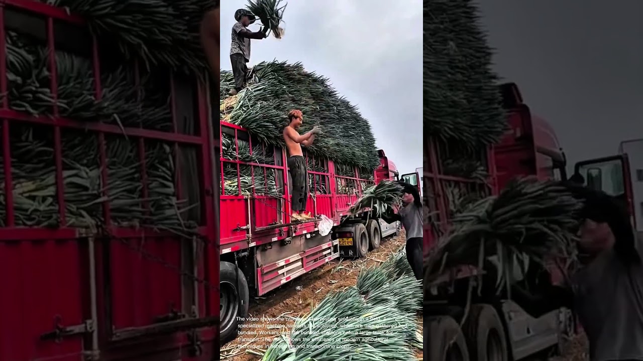 Scallion Harvest: Automated Harvesting and Truck Loading