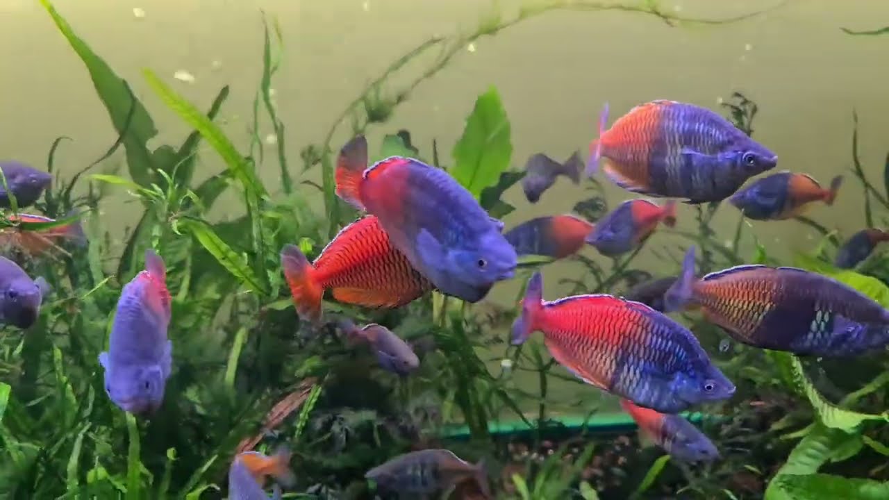 Boesemani Rainbowfish 🐟 🐠