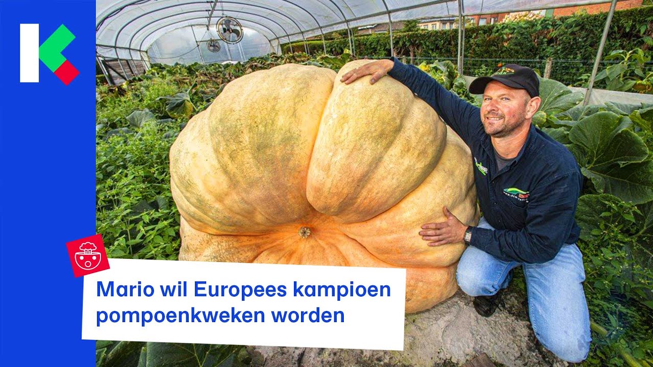 een pompoen van duizend kilo, hoe kweek je dat?