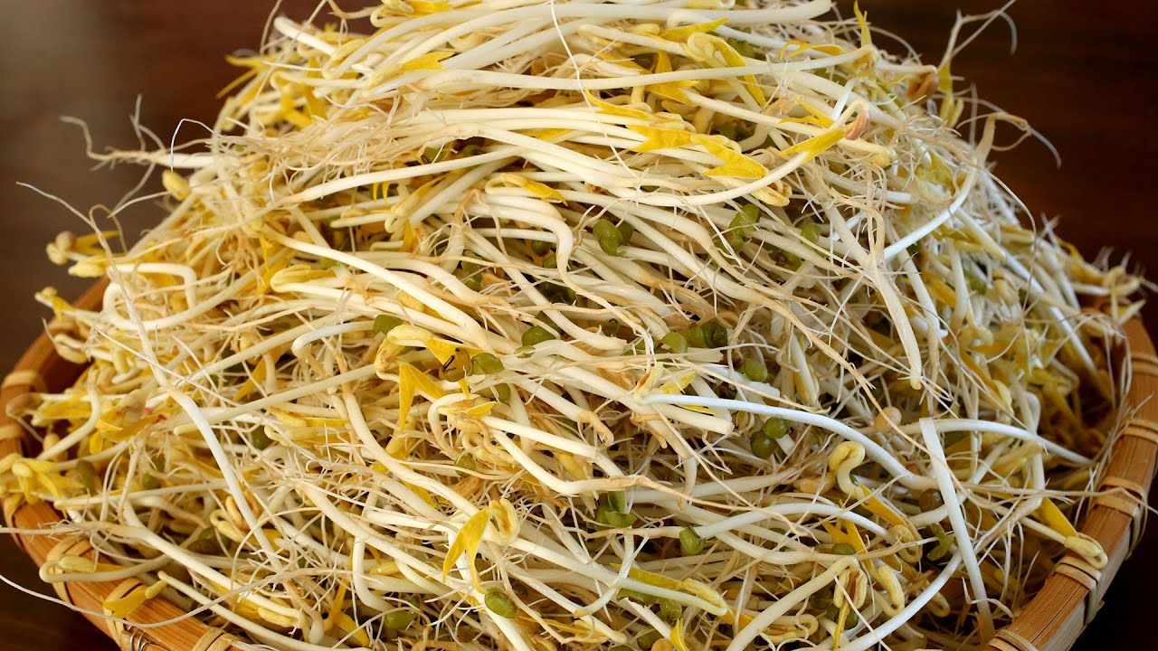How to grow mung bean sprouts (Sukju-namul: 숙주나물)