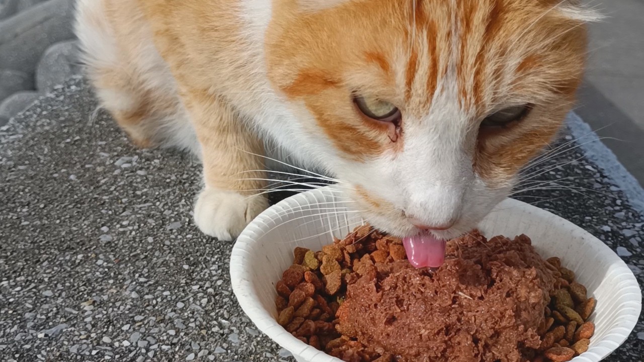 【これが現実】空腹すぎてシンプルに詰み猫