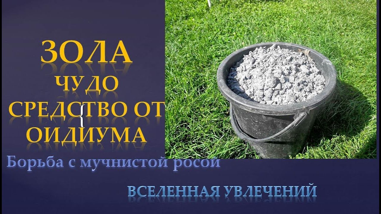 ЗОЛА ЧУДО СРЕДСТВО ОТ ОИДИУМА. МУЧНИСТОЙ РОСЫ НА ВИНОГРАДЕ vselennaya uvlesheniy
