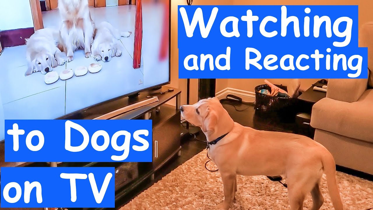 Labrador Puppy Watching and Reacting to Dog Channel, Dog Music and Other Dogs on TV (Funny Reaction)