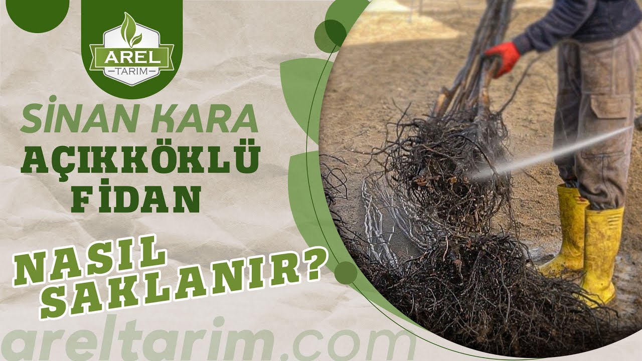 Ceviz Fidanı Saklama Koşulları Nasıl Olmalı?