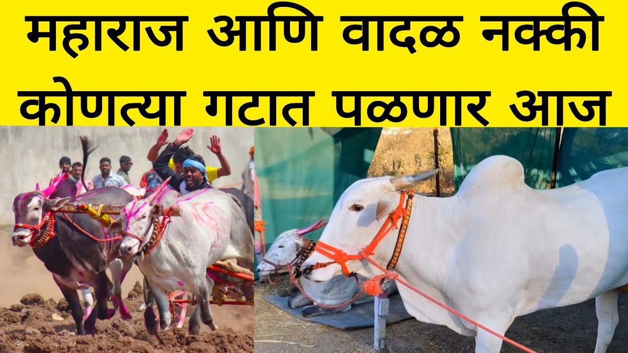 आज महाराज आणि वादळ नक्की कोणत्या गटात पळणार आहे बघा 🔥 आज पळणार आहेत का नक्की 