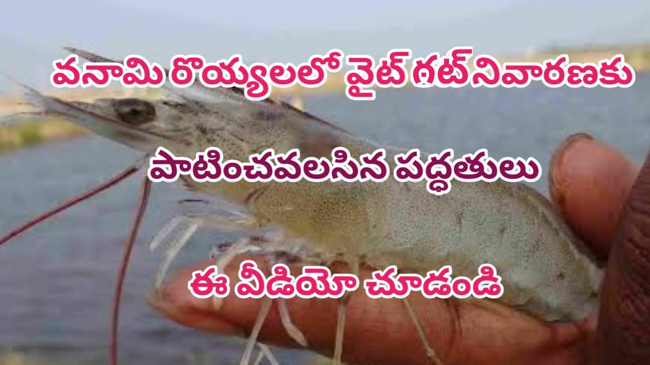 వనామి లో వైట్ కట్ నివారణ how to control white gut in vannami