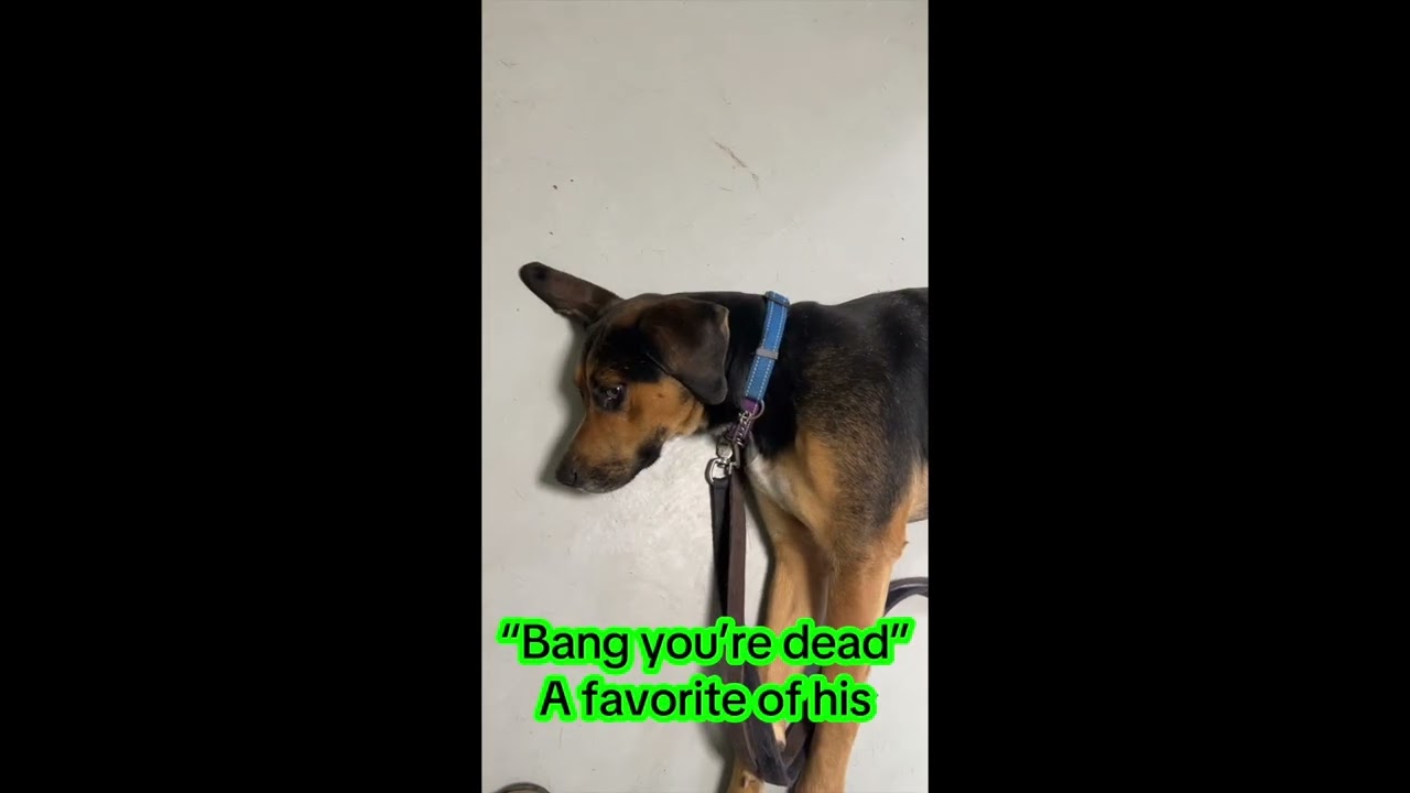 Gulliver Needs a Home