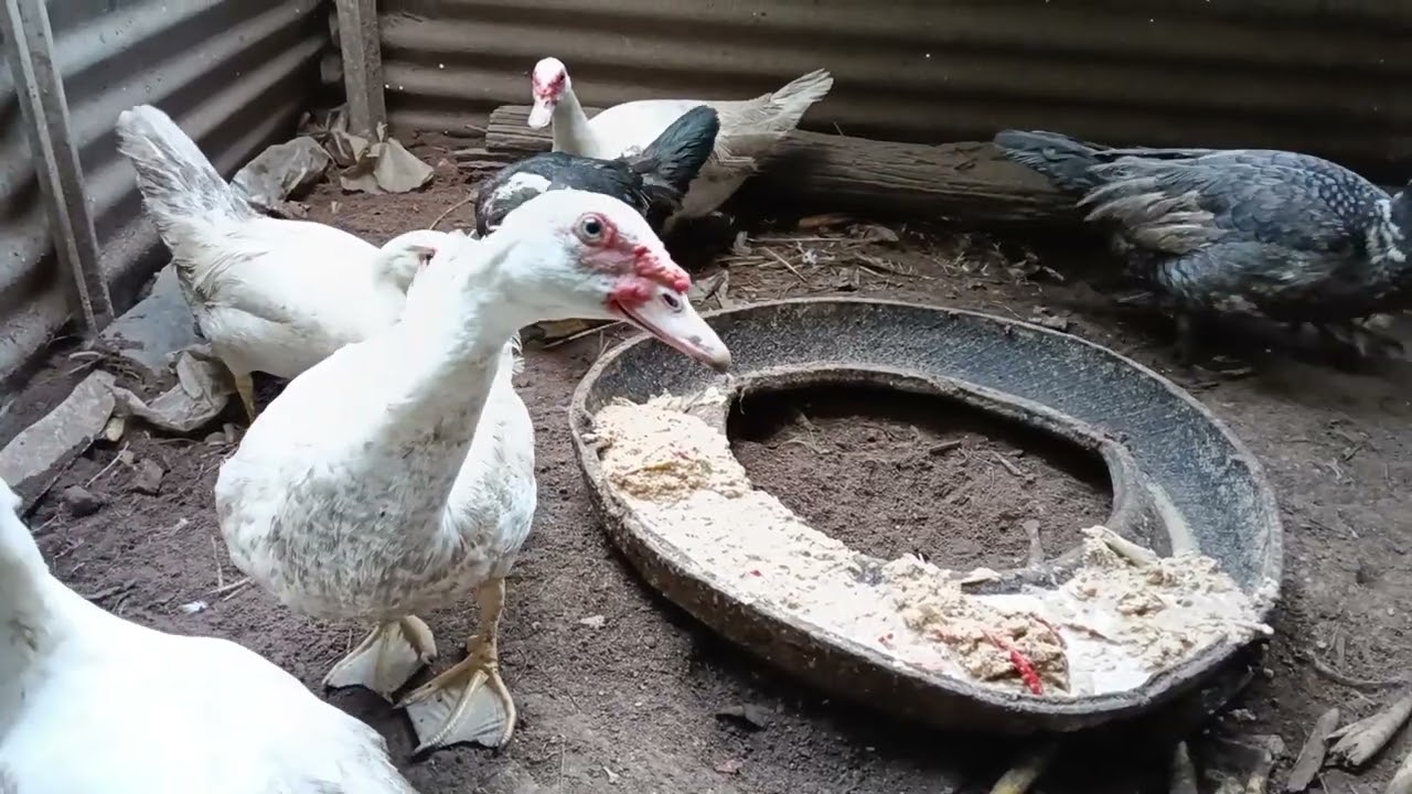 เทคนิค วิธีการเลี้ยง ไก่ เป็ด ปลา แบบ ไม่ต้องมีค่าหัวอาหาร 