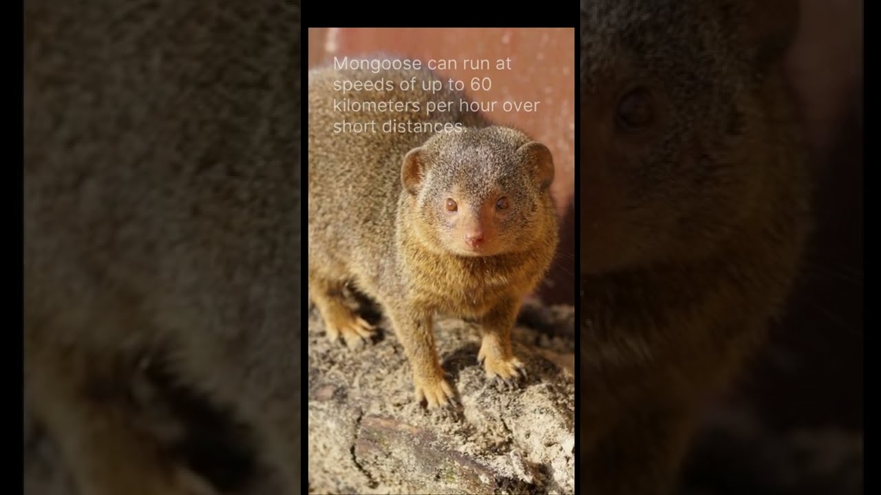 Fun facts about mongoose you never knew | Discover with Sabi | Shorts