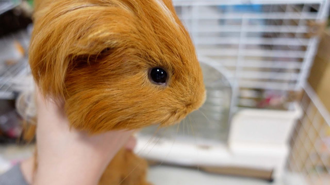 モルモットと住めなくなりました|Guineapig|