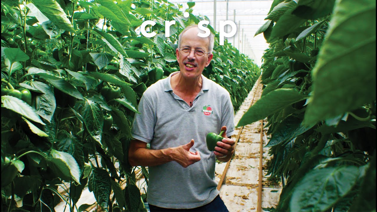 Crisp | De paprika's van Ton en Jan Noorland