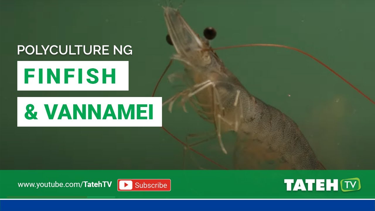 Polyculture of Finfish and Vannamei | TatehTV Episode 106