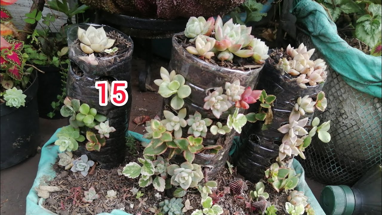 Reto materas recicladas#flores #plantas #plants 