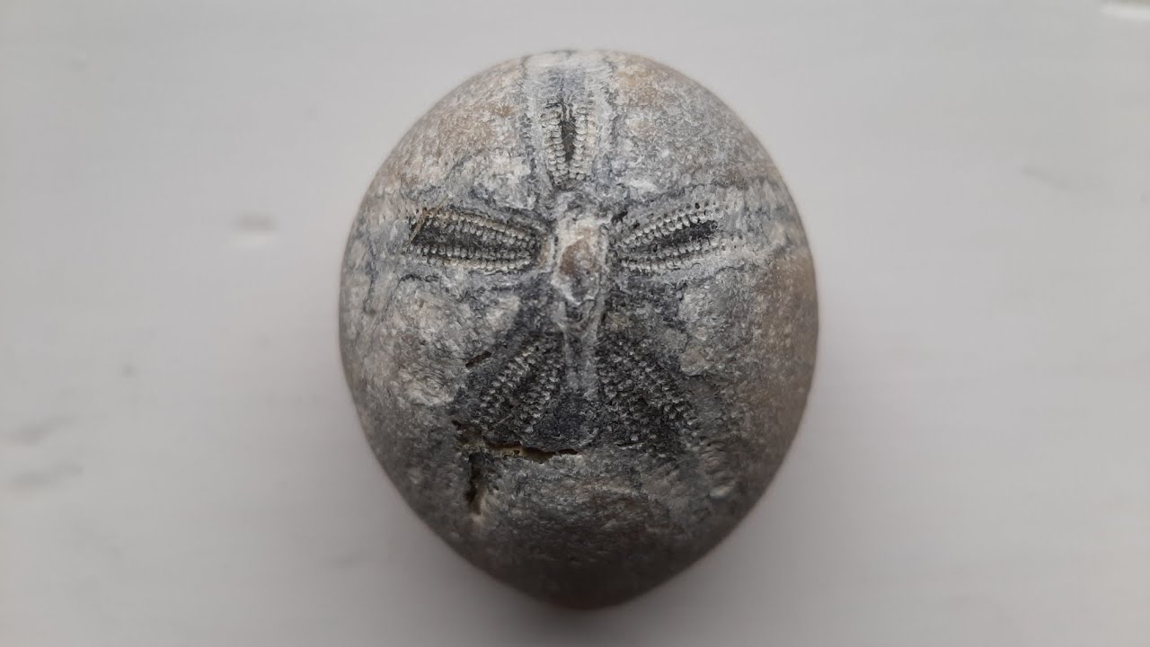 Norfolk Fossil Hunting + Happisburgh Drone Footage