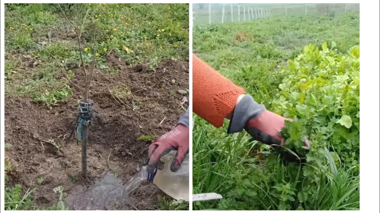 Bahçeye Nar ve Süt Eriği Diktik 🌱 Toprakla Buluşan Bereket🌿#Bahçe #Fidan #Nar #SütEriği #Doğa #köy