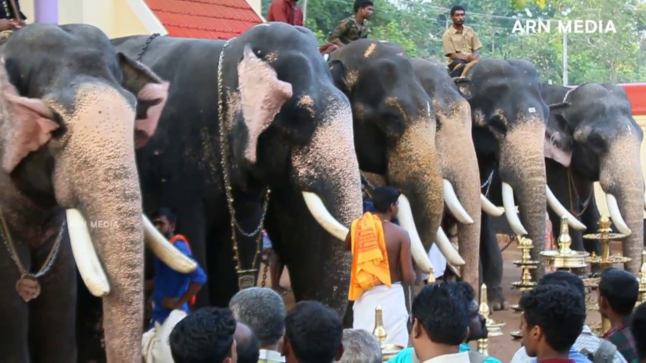 Arattupuzha Pooram 2017 Kerala Elephants