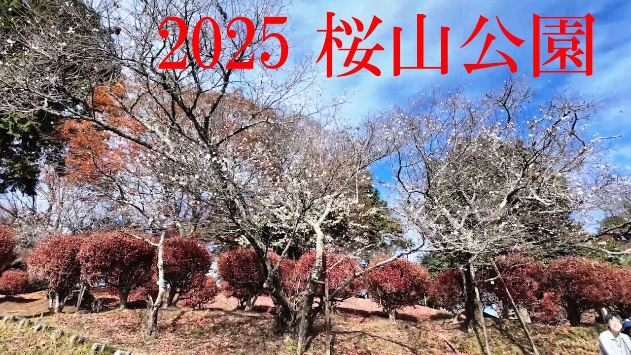 四季桜　～紅葉の季節に咲く桜