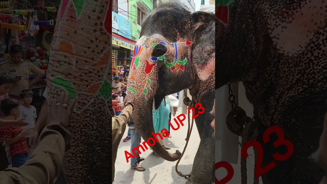 Amroha up 23 shorts 2025 
