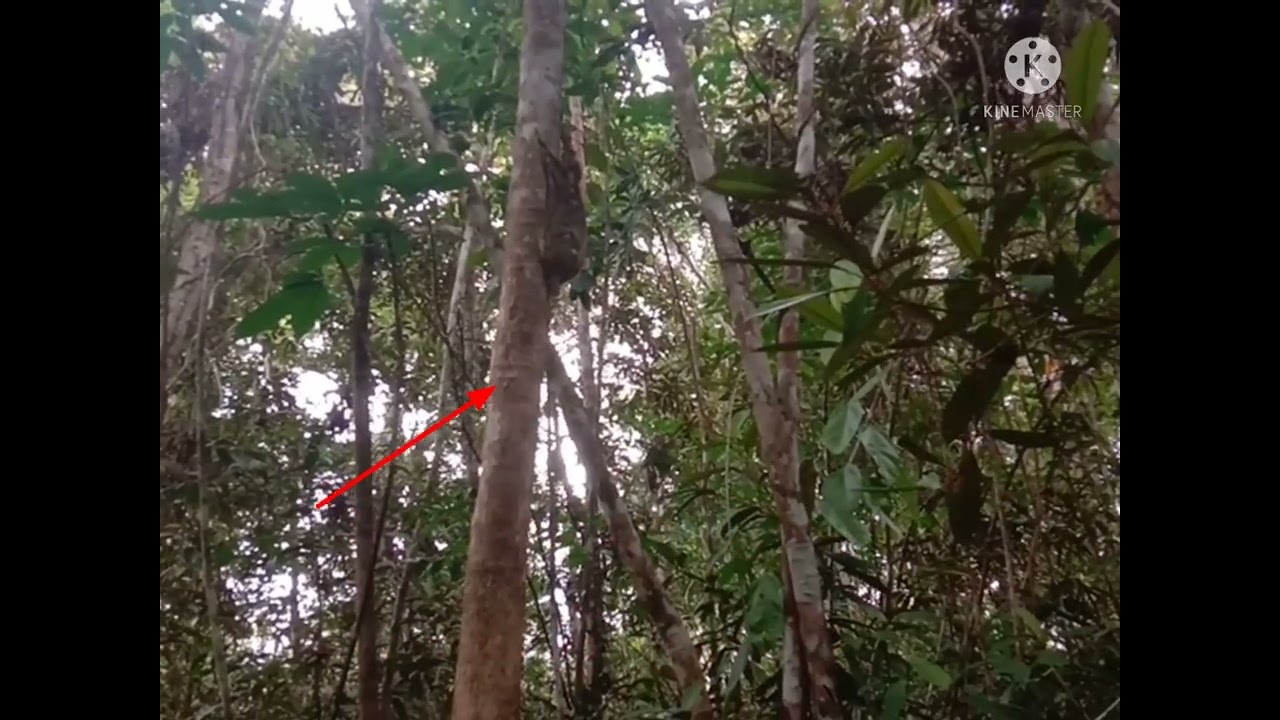 berpetualang kehutan tidak sengaja  berjumpa hewan langka (kubong)  yang lagi tidur siang