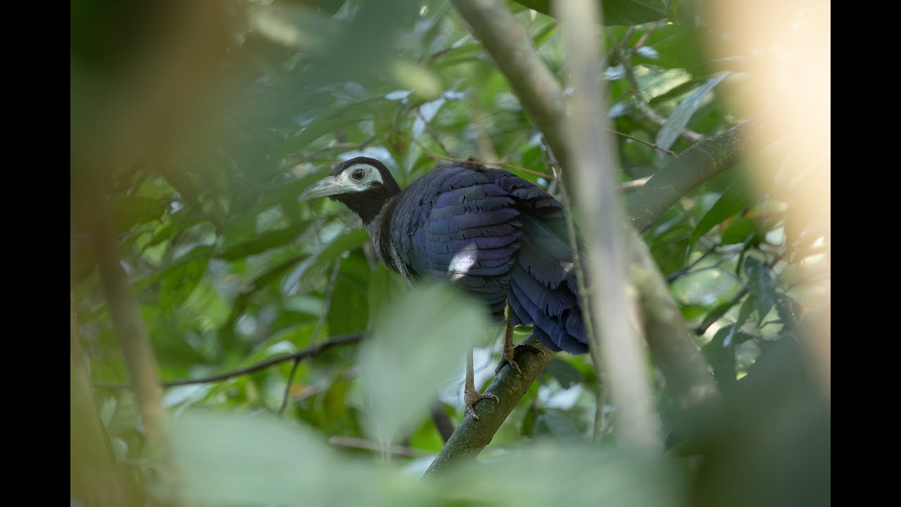 Ground Cuckoo & Elephant