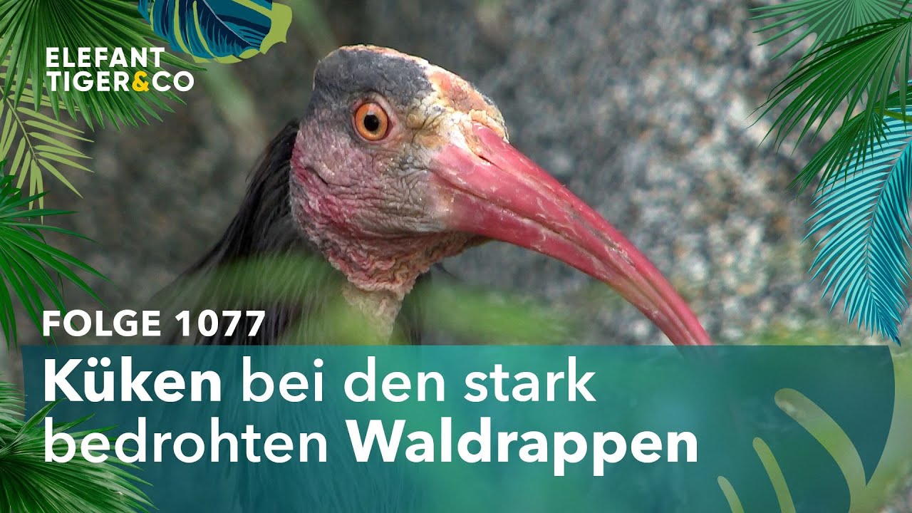 Unter Geiern (Folge 1077) | Elefant, Tiger & Co. | MDR