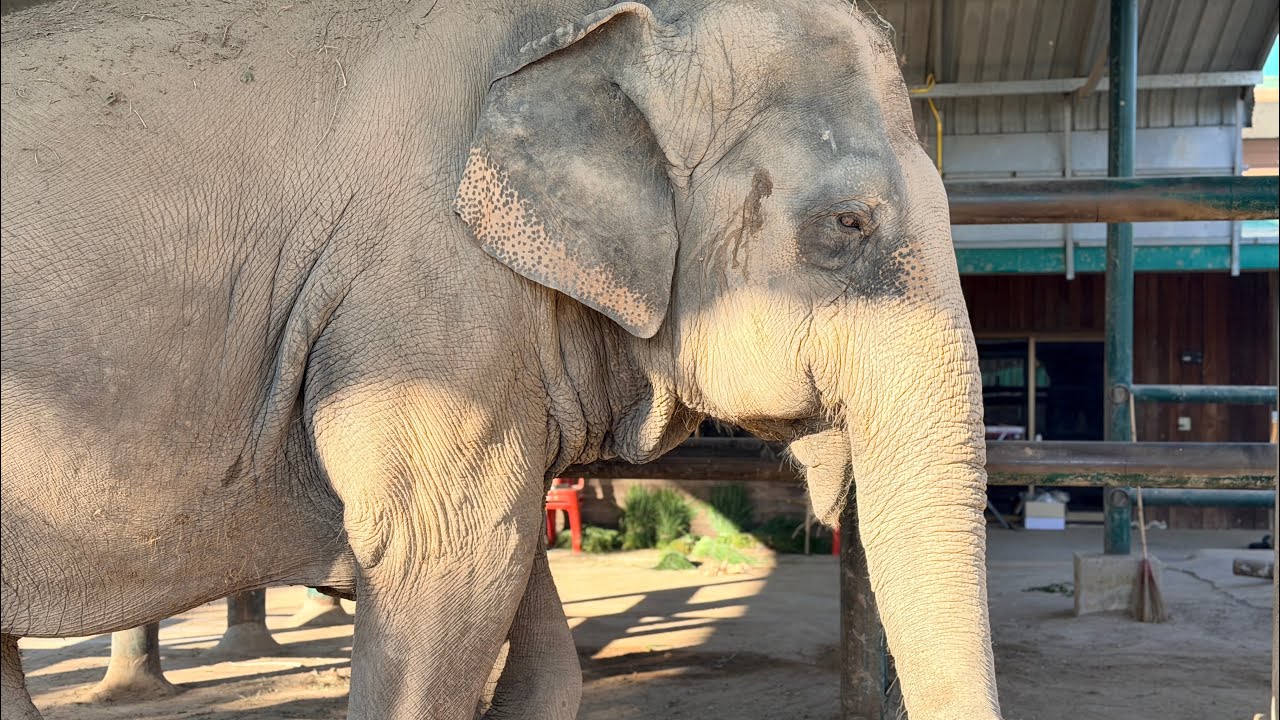 อาการเจ้ลำวันนี้ ใกล้คบอด❓lephant Thailand