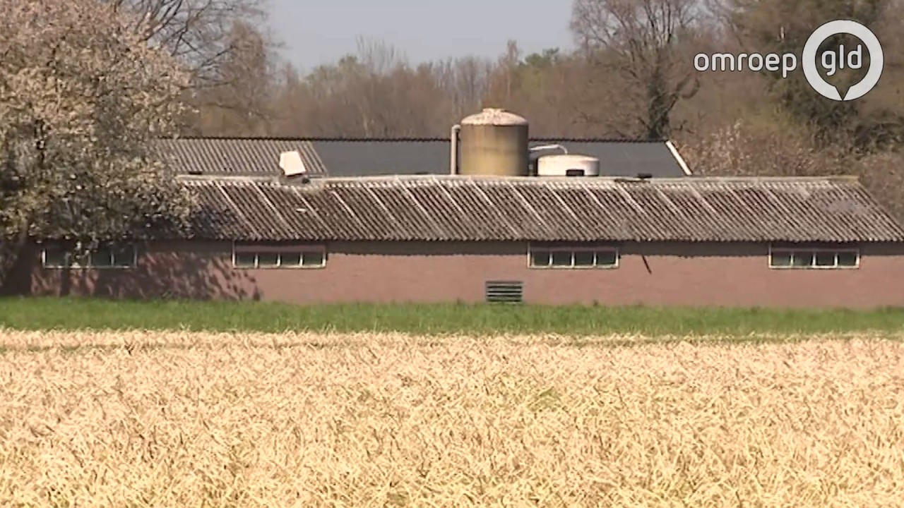 Werkstraf en geen dieren meer voor boer die 400 varkens liet verhongeren