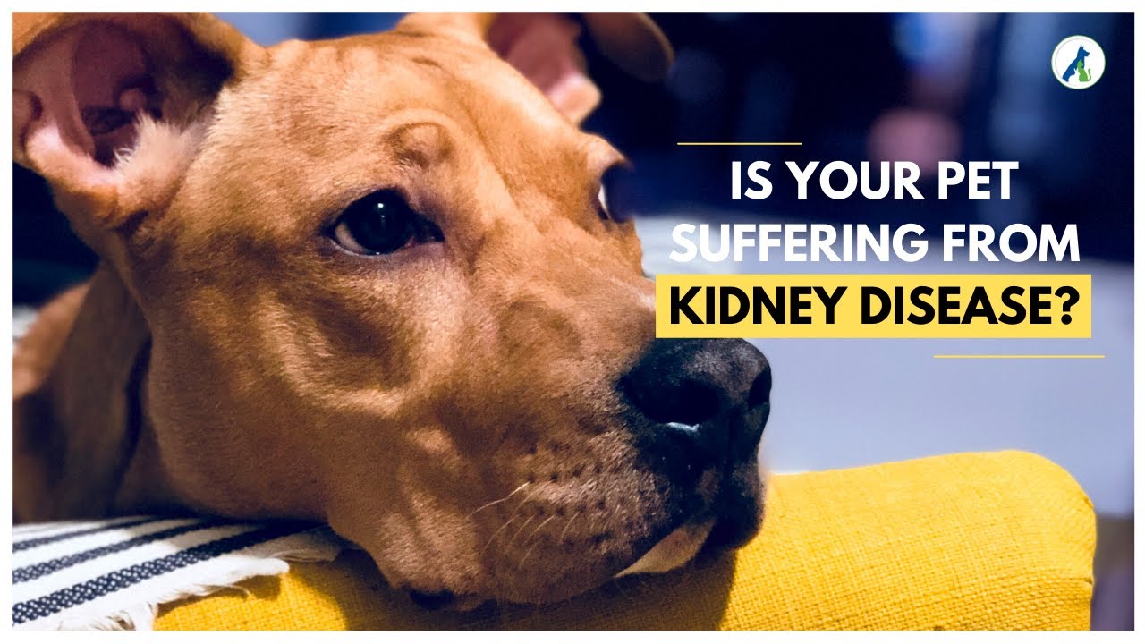 Kidney disease in dogs/cats | Reasons, Symptoms, Treatment and Blood Test Explanation