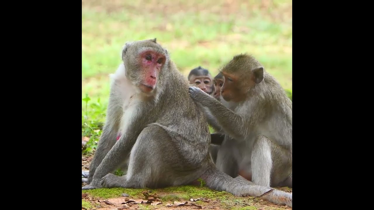 Monkey Jane is top female model for all young monkey should learn from her real compassion